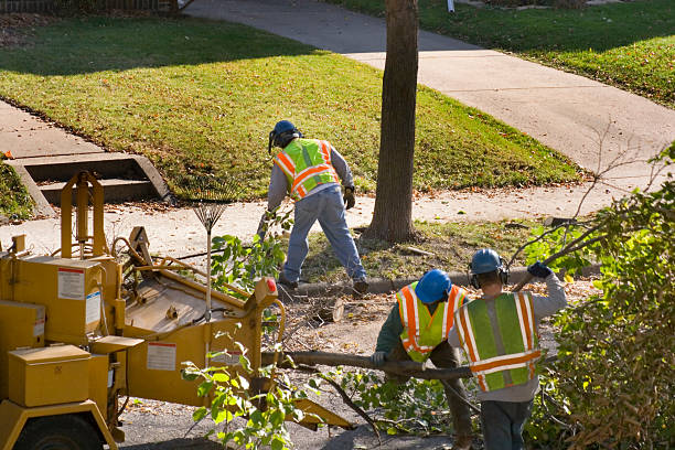 Professional Tree Care  in Homeacre Lyndora, PA